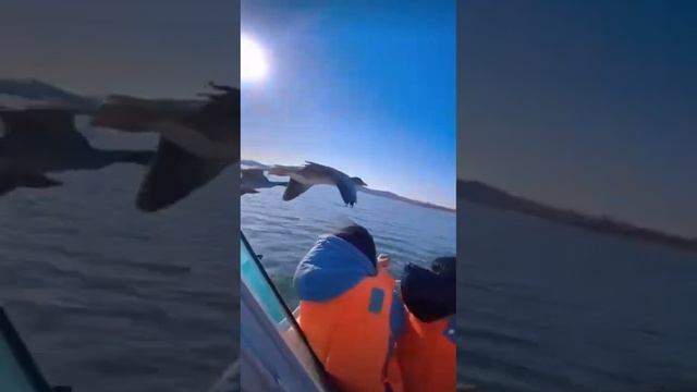 УЛЁТНОЕ ВИДЕО! ? смотреть онлайн