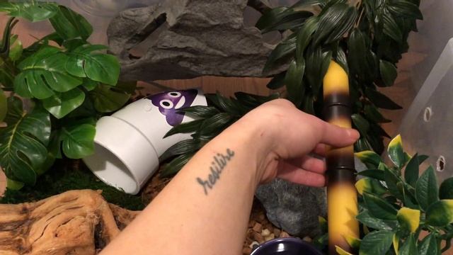 SETTING UP MY BALL PYTHON TUB: Tips + Tricks смотреть онлайн