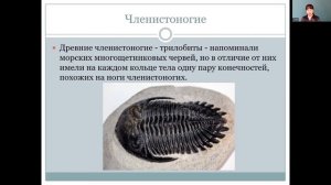 Биология 7 класс 40-41 недели. Эволюция животного мира