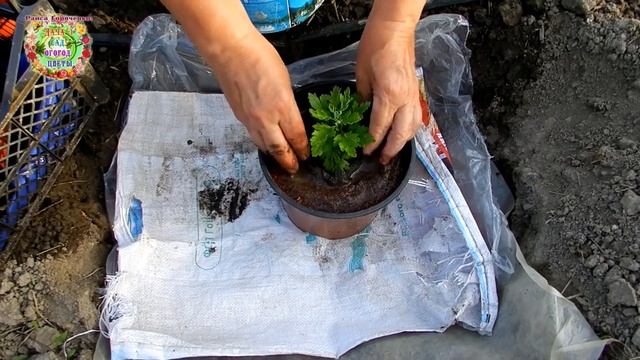 #РаисаГоряченко #Раиса_ГоряченкоПОСАДИТЕ СЕЙЧАС ХРИЗАНТЕМЫ, А ОСЕНЬЮ ВОСХИЩАЙТЕСЬ ИХ КРАСОТОЙ смотреть онлайн