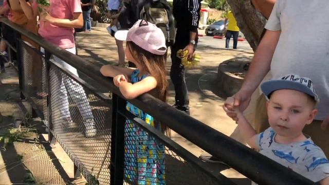 Зоопарк Кхао Кхео в Паттайе (Khao Kheow Open Zoo) смотреть онлайн