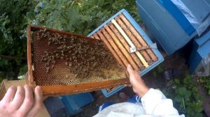 Пчелы в июне. Метим матки. Объединение пчелосемей к главному медосбору. Двухматочное содержание пче