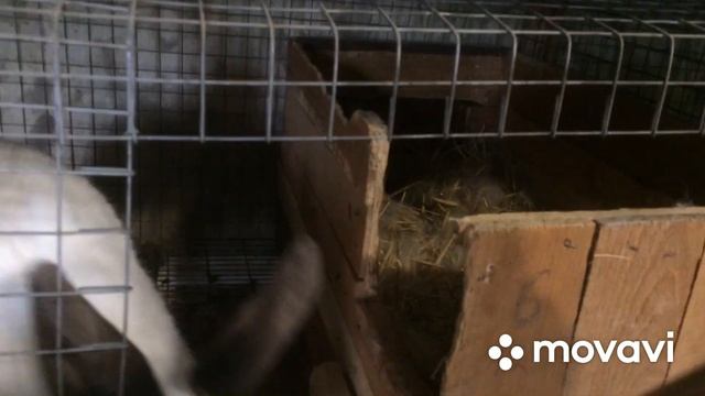 22 крольчонка на двоих крольчих!