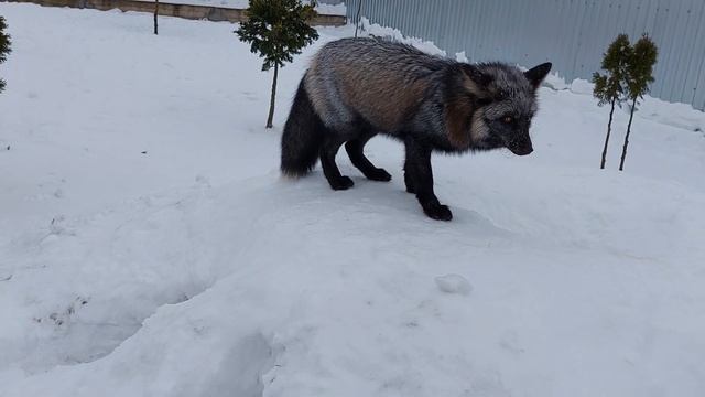 Лис Яша охраняет свои владения смотреть онлайн