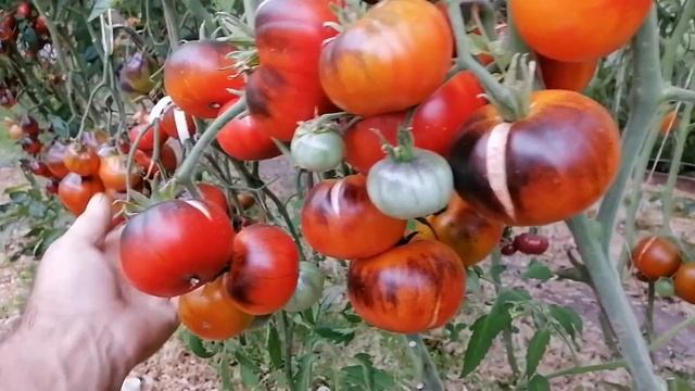 Томат Синий Джоли (Blue Jolies)