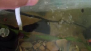 убираем шум помпы и компрессора  в аквариуме