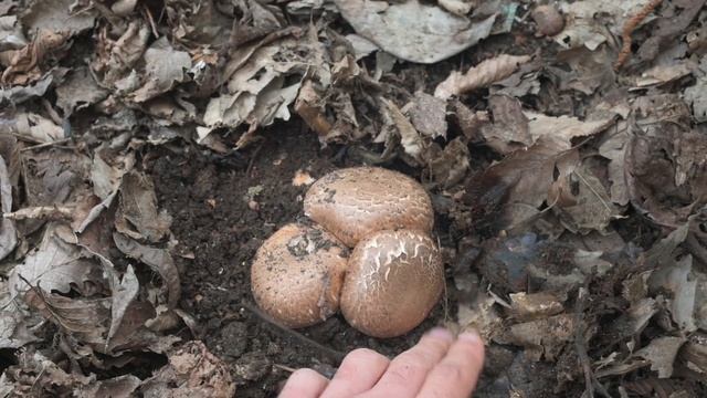 Cultivarea ciupercilor - Agaricus pe compost смотреть онлайн