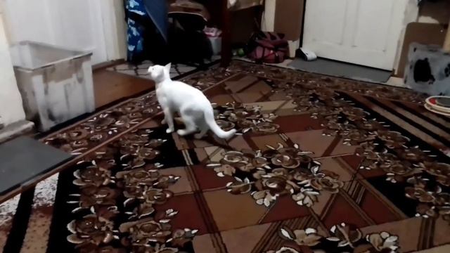 🤔Ой,что с котиком? 😉Пишите версии. смотреть онлайн