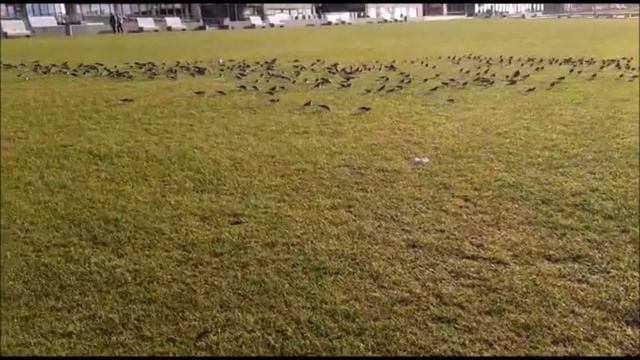 Здесь рядышком мы живем!Северное море!Бюзюм! смотреть онлайн