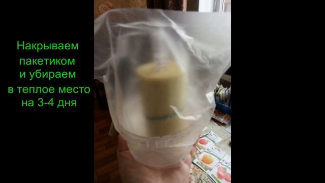 Томаты. Сеем семена томатов. Прорастают на 3 день. Рассада получается сильная. смотреть онлайн