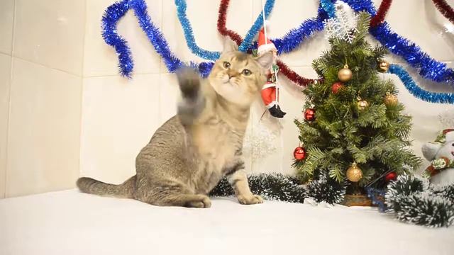 ELIOT golden chinchilla scottish straight смотреть онлайн