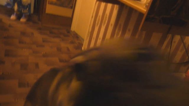 VLOG /БУКЕТИК НА УДАЧУ/ ПРЕДАЛА НА ЧАС /3 июля 2021 смотреть онлайн