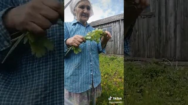 Чистотел Поможет Уменьшить Щитовидную Железу. Собираем Чистотел на Зиму #3 смотреть онлайн