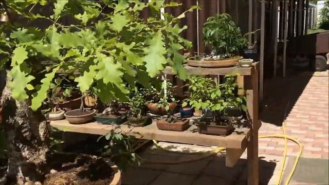 Бонсай на улице общий план 2018 год Bonsai on the street General plan 2018 year смотреть онлайн