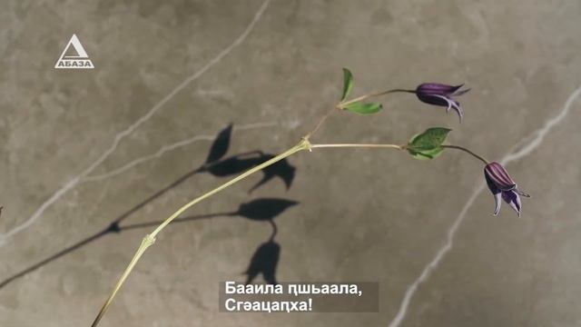 Ҷиҷико Џьонуа иажәеинраала Ԥшьаала ԥшьаала даҧхьоит Кьасоу Ҳагба смотреть онлайн