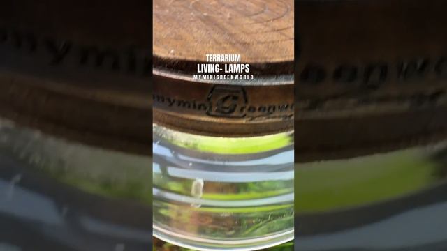 Pillowmoss, Dwarf Mondo Nana, Ficus Uniciata, Selaginella Widdow