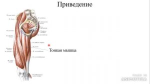 Тазобедренный сустав, мышцы действующие на него, топографические мышечные образования бедра и таза.