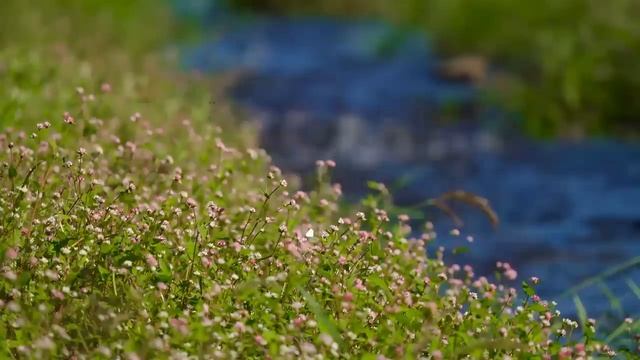 Успокаивающие пение птиц и нежное журчание ручья/Soothing birdsong and the gentle murmur of a strea смотреть онлайн