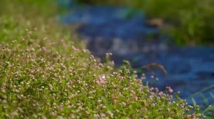 Успокаивающие пение птиц и нежное журчание ручья/Soothing birdsong and the gentle murmur of a strea