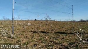 Ловля певчих птиц...ловля  Реполова (коноплянка):щеглов