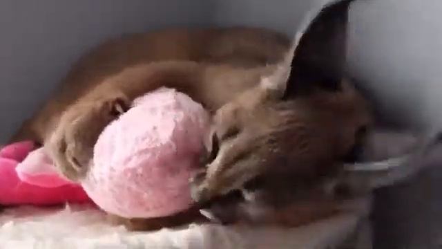 Caracal Mishka playing with his favorite toy. Каракал Мишка и его любимая игрушка смотреть онлайн