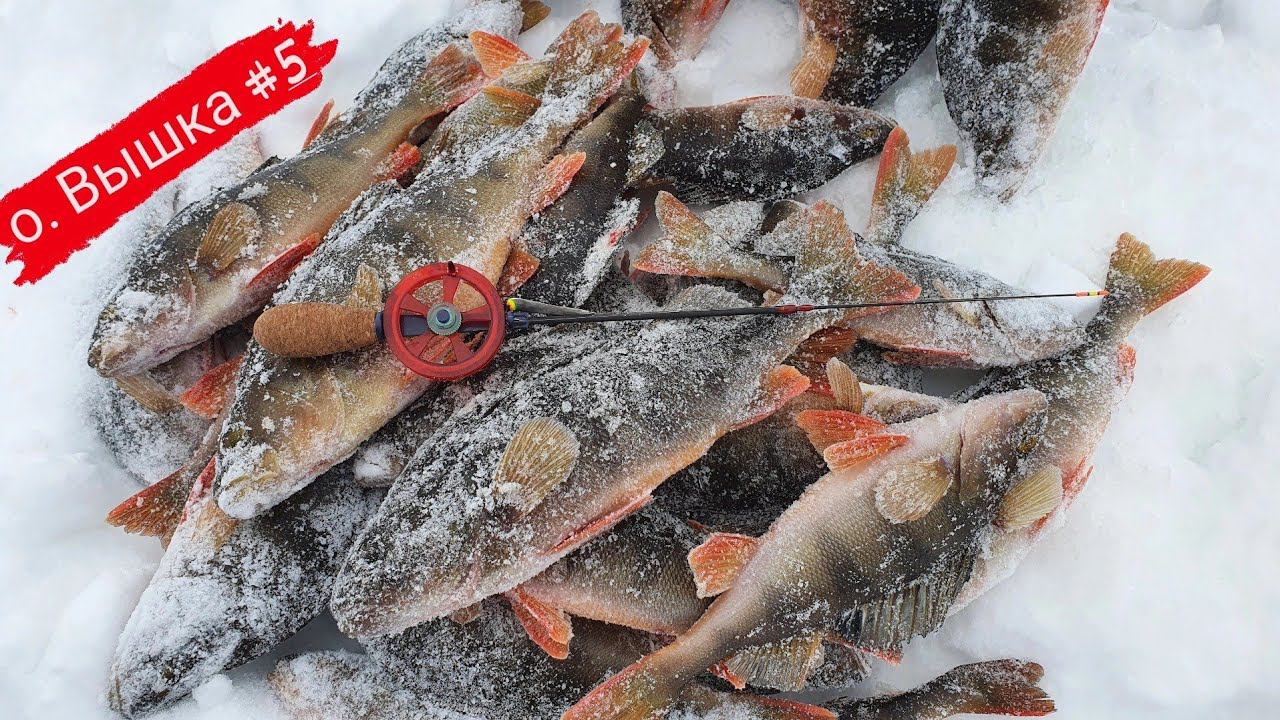 о. Вышка Ищем  крупного ОКУНЯ. НАШЛИ !? #рыбалка #щука #спининг #fishing #pike #pikefishing