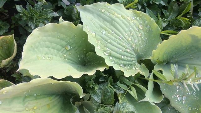 Хоста 'Cold Heart'  #hosta #hostacoldheart #хостаколдхат #хостахолодноесердце