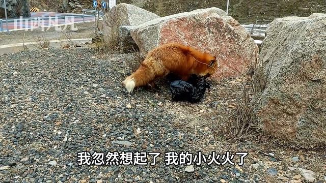 山西五台山发现1只赤狐狸，冰天雪地没吃没喝，看到人竟然会笑 Multi-language subtitles are supported смотреть онлайн