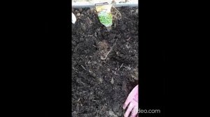 Когда уже можно сеять рукколу? Сроки посева рукколы в теплицу.