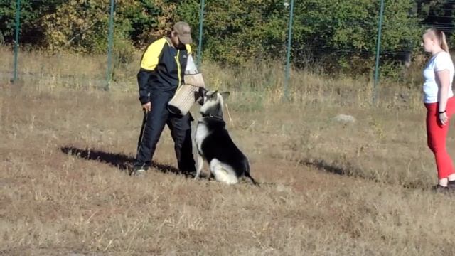 ВЕО ВИВАТ ФИНИСТ ЯСНЫЙ СОКОЛ смотреть онлайн