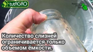 ВОТ ПОЧЕМУ НЕЛЬЗЯ ДАВИТЬ СЛИЗНЕЙ! Как избавиться от слизней с ТРОЙНОЙ ПОЛЬЗОЙ! Народный метод.