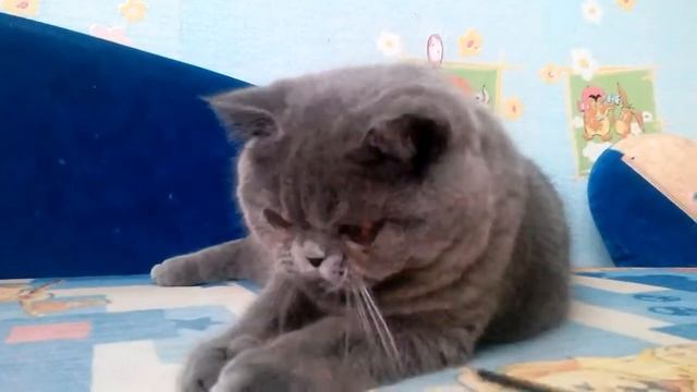 Короткошерстный экзотический котенок смотреть онлайн