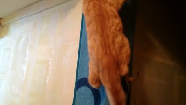 Как защитить стены от котов)) смотреть онлайн