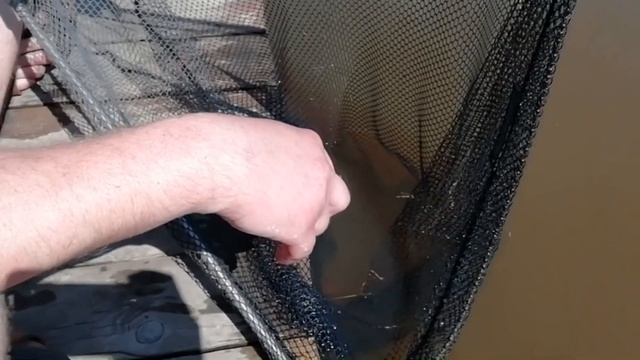 ЗАПУСК КАРПА КОИ В ПРУД НА ДАЧЕ! смотреть онлайн