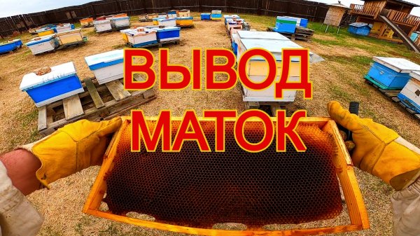 Как вывожу маток на своей пасеке/сибирский пчелоблог