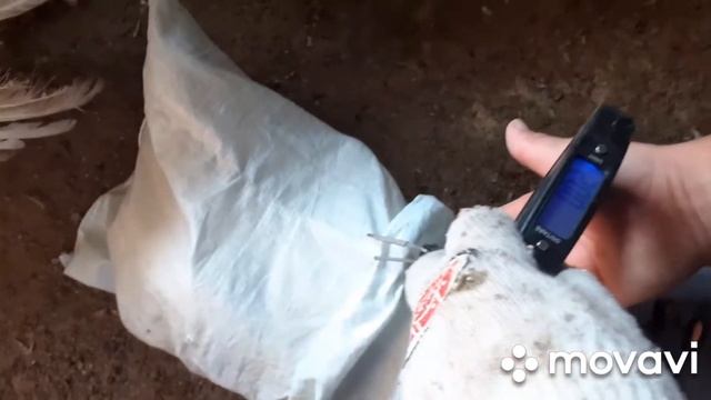 Индюки Хайбрид Конвектор в 4 месяца! Вес, кормление и содержание. смотреть онлайн