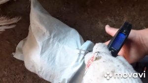 Индюки Хайбрид Конвектор в 4 месяца! Вес, кормление и содержание.