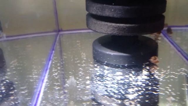 Разведение тернеции глофиш Личинка тернеции Мальки тернеции гло смотреть онлайн