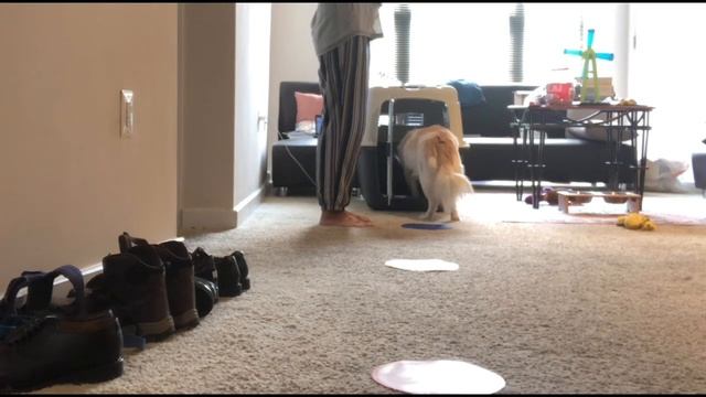 Crate Training - Using Control Unleashed - Requested Approach Training (RAT) смотреть онлайн