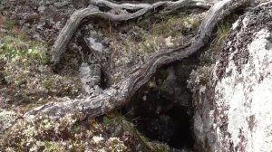 Как растут корни кедрового стланника