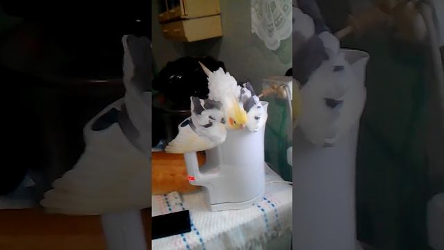 Попугай Корелла и чайник,прикол смотреть онлайн