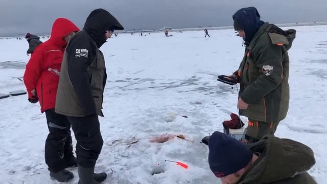 Корюшка на Финском заливе смотреть онлайн