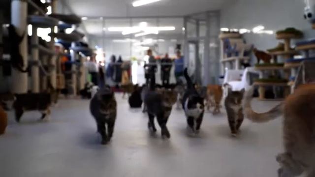 Приют "Преданное сердце", Санкт-Петербург смотреть онлайн