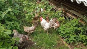 Яичная продуктивность кур породы Кремовый Легбар в жару.