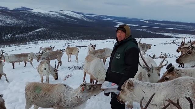 МЕДВЕДЬ СЪЕЛ ОЛЕНЁНКА. НЕ УСПЕЛИ... смотреть онлайн