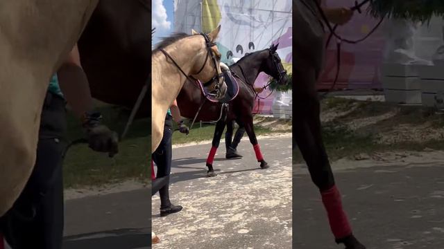 Золотой конь, артист конного театра смотреть онлайн