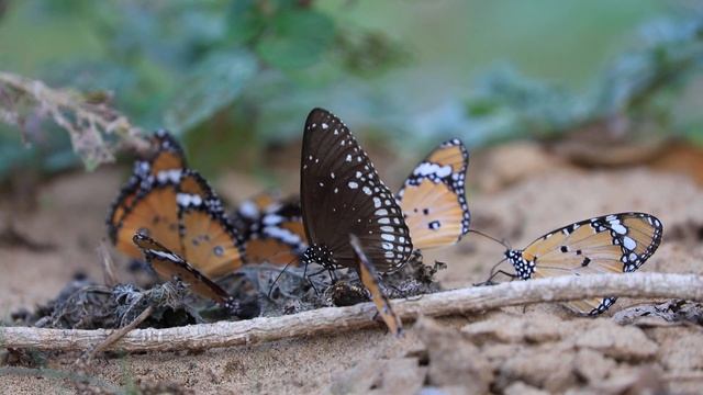 Milkweed butterflies feeding on Heliotropium plants смотреть онлайн