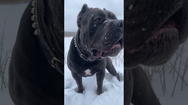 Талисман💙#tttt #cane #canecorso #канекорсо #canecorsoitaliano #канекорсоитальяно смотреть онлайн