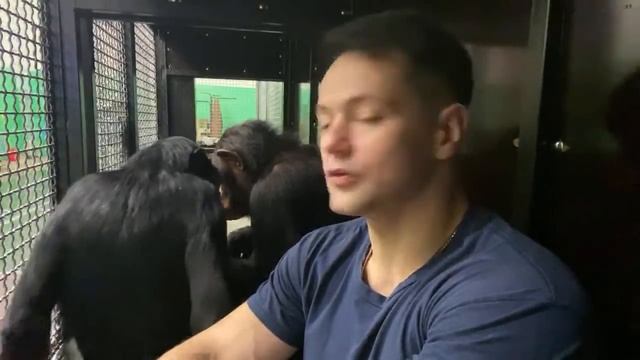 Незапланированный стрим с шимпанзе смотреть онлайн