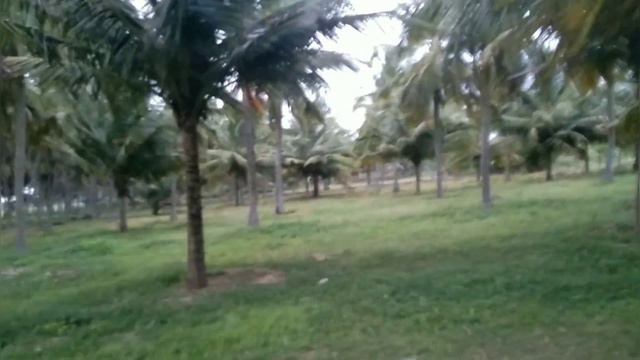 Pollachi kinathukadavu coconut land смотреть онлайн